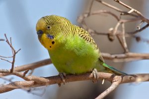 Budgerigar Images