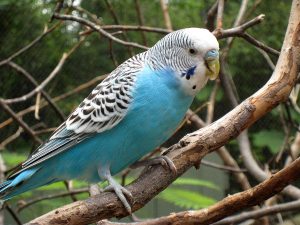 Budgerigar Parakeet