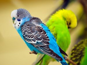 Budgerigar Pictures