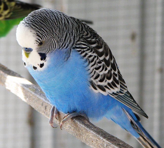 https://www.singing-wings-aviary.com/wp-content/uploads/2016/10/Budgerigar.jpg