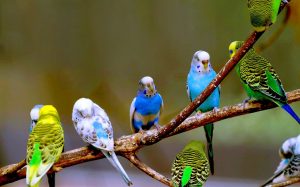 Budgerigars