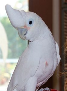Goffin Cockatoo