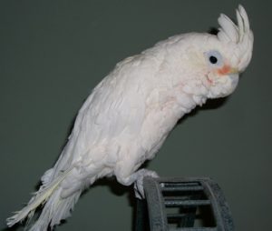 Goffin Cockatoo Bird