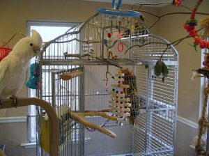 Goffin Cockatoo Cage