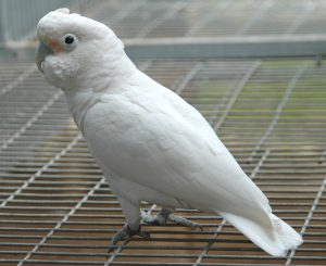 Goffin Cockatoo Female