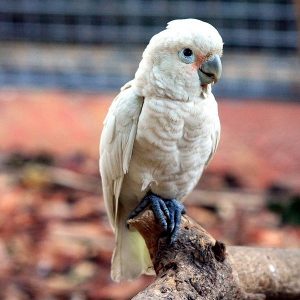 Goffin Cockatoo Size