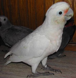 Goffins Cockatoo