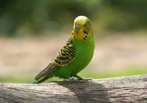 Green Budgerigar