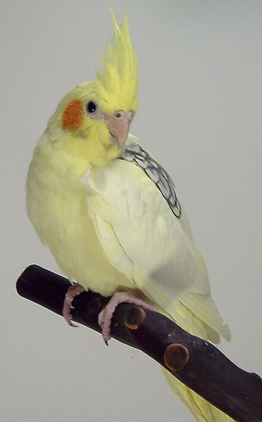 Pearl-Pied-Cockatiel. 