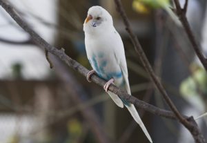 White Budgerigar