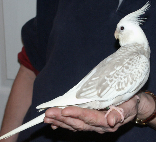 white pearl cockatiel