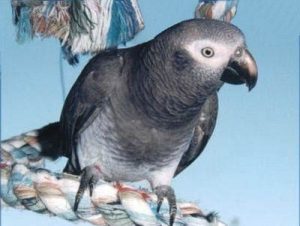African Grey Timneh