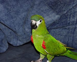 Hahn Macaw