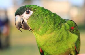 Hahns Macaw