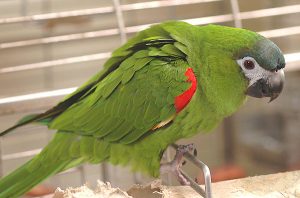 Hahn's Macaw