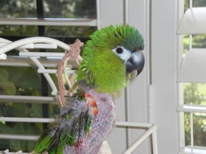 Hahns Macaw Baby