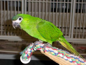 Hahns Macaw Bird