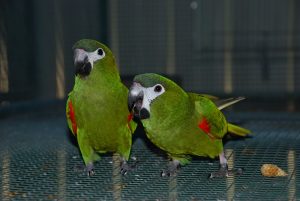 Hahns Macaw Birds
