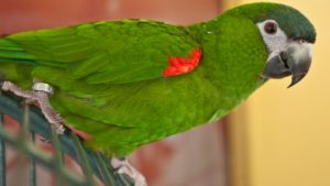 Hahns Macaw Images