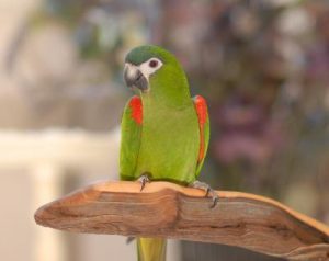 Hahns Macaw Pictures