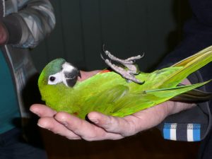 Hahns Macaw Size