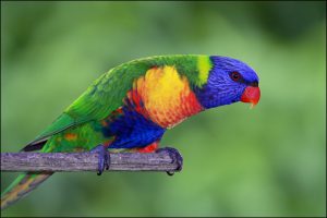 Rainbow Lorikeet Bird