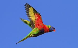 Rainbow Lorikeet Flying