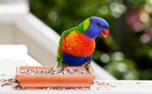 Rainbow Lorikeet Images