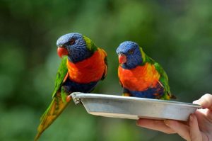 Rainbow Lorikeet Pets