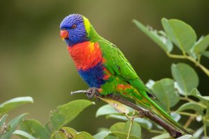 Rainbow Lorikeet Pictures