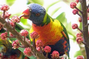 Rainbow Lorikeet Tounge