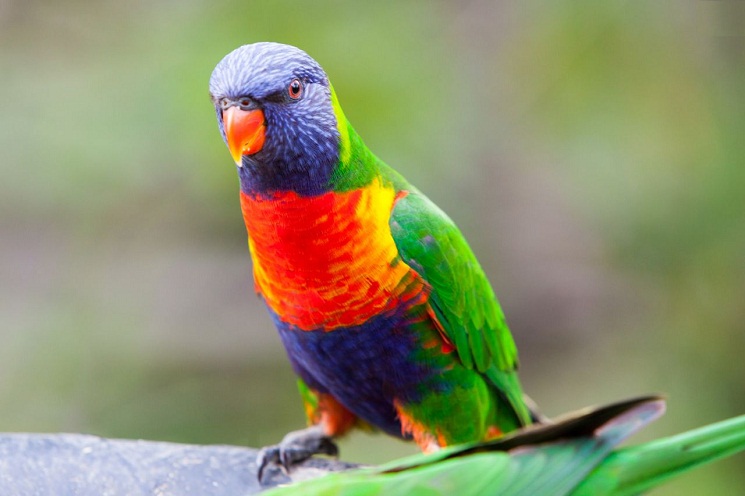 Rainbow parakeet for hot sale sale