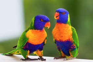Rainbow Lorikeets