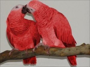 Red Timneh African Grey