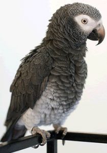 Timneh African Grey