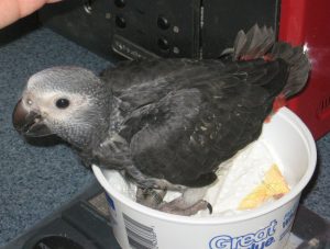 Timneh African Grey Baby