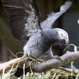 Timneh African Grey Bird