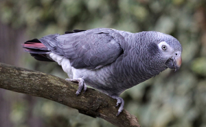 Timneh African Grey Pictures
