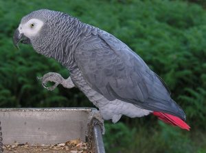 Timneh African Grey Tail