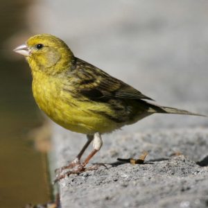 Wild Yellow Canary