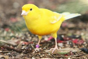 Yellow Canary Bird