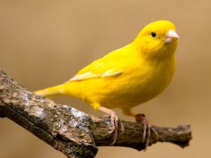 Yellow Canary Bird Images