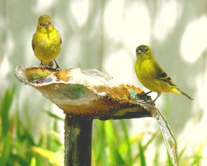 Yellow Canary Birds