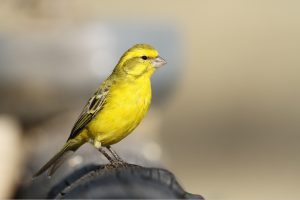 Yellow Canary Images