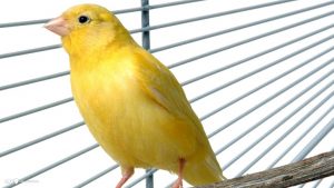 Yellow Canary Pictures