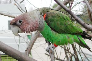 Cape Parrot