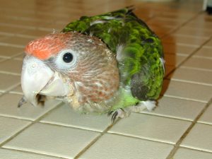 Cape Parrot Baby