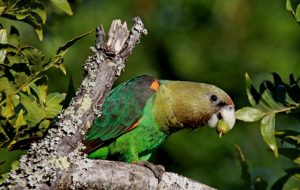 Cape Parrot Bird