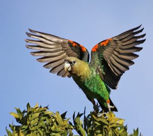 Cape Parrot Flying