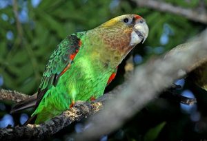 Cape Parrot Images